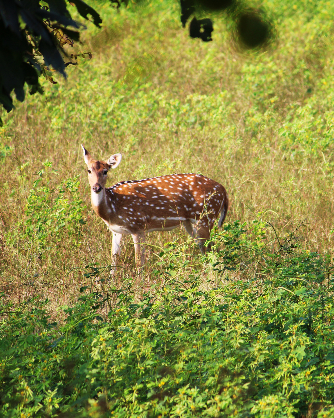 Sri Lanka